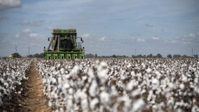 Combine harvesting cotton