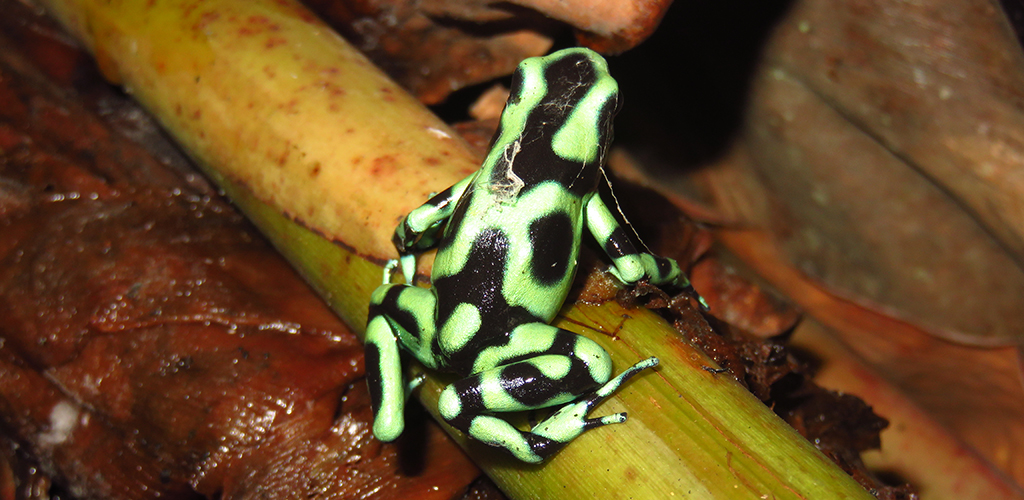 Green and Black Poison Dart Frog sitting on a plant stem