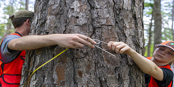 Two forestry student measure the width of a tree in the forestry lab in Huntsville, Texas.