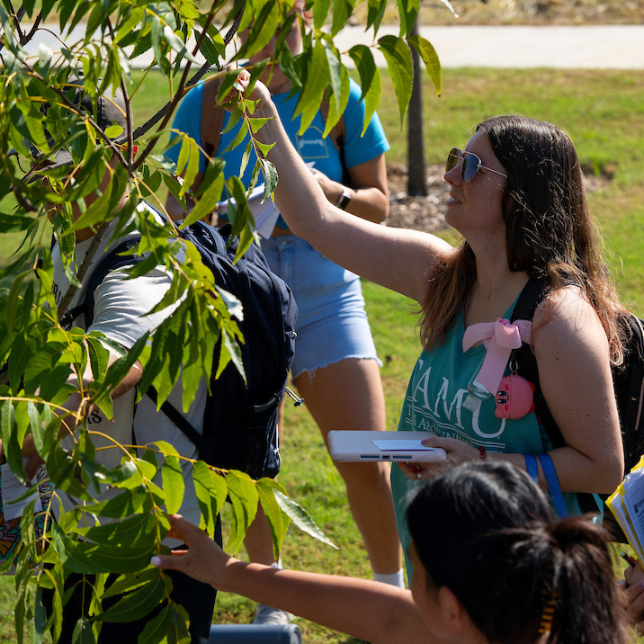 students with clipboards examining the leaves on a tree