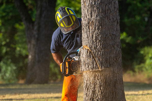 A man in a hard hat cutting into the trunk of a large tree with a chainsaw