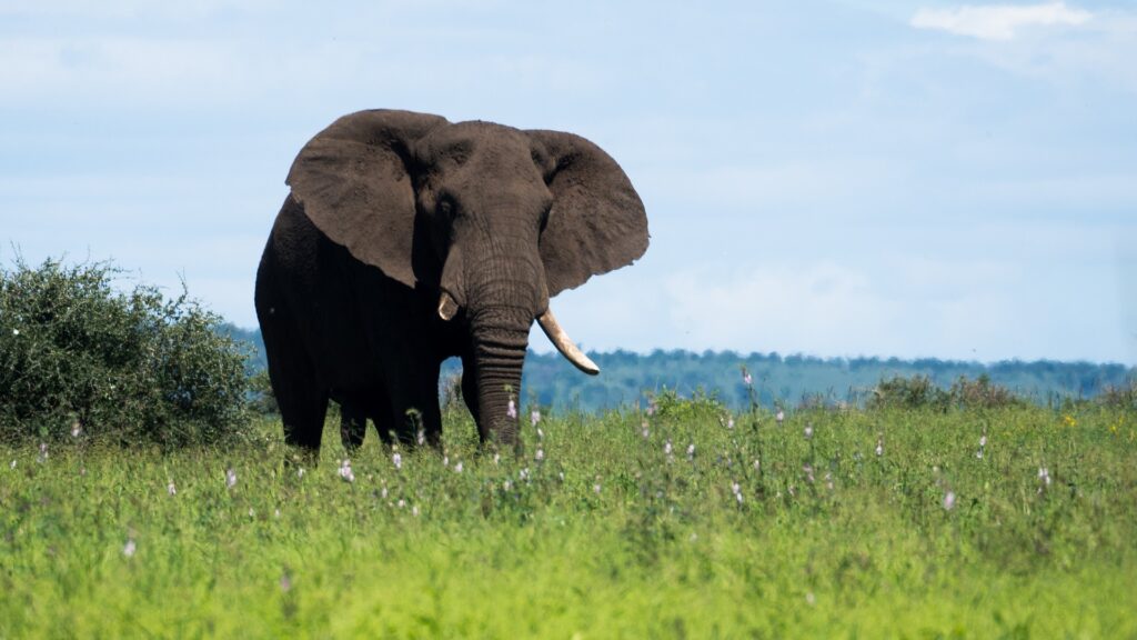 An elephant in a natural setting with bright green grass.