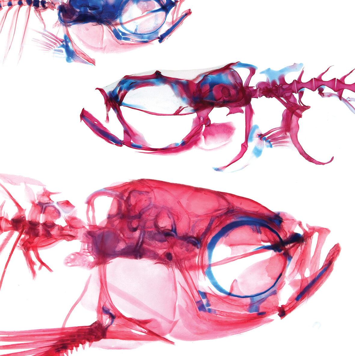 Lab safety image, which shows different species x-rays.