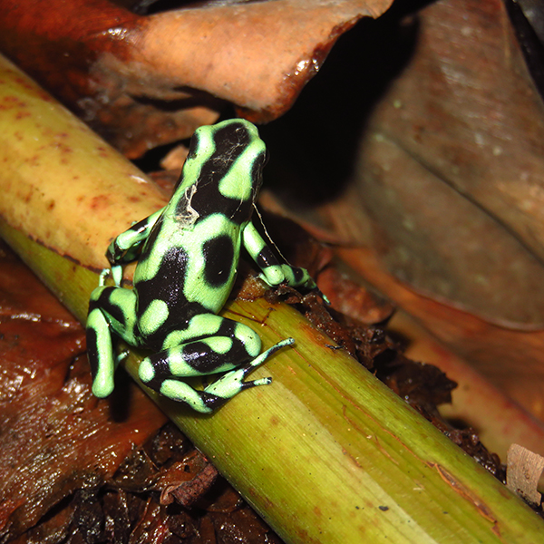 Green and Black Poison Dart frog sitting on plant