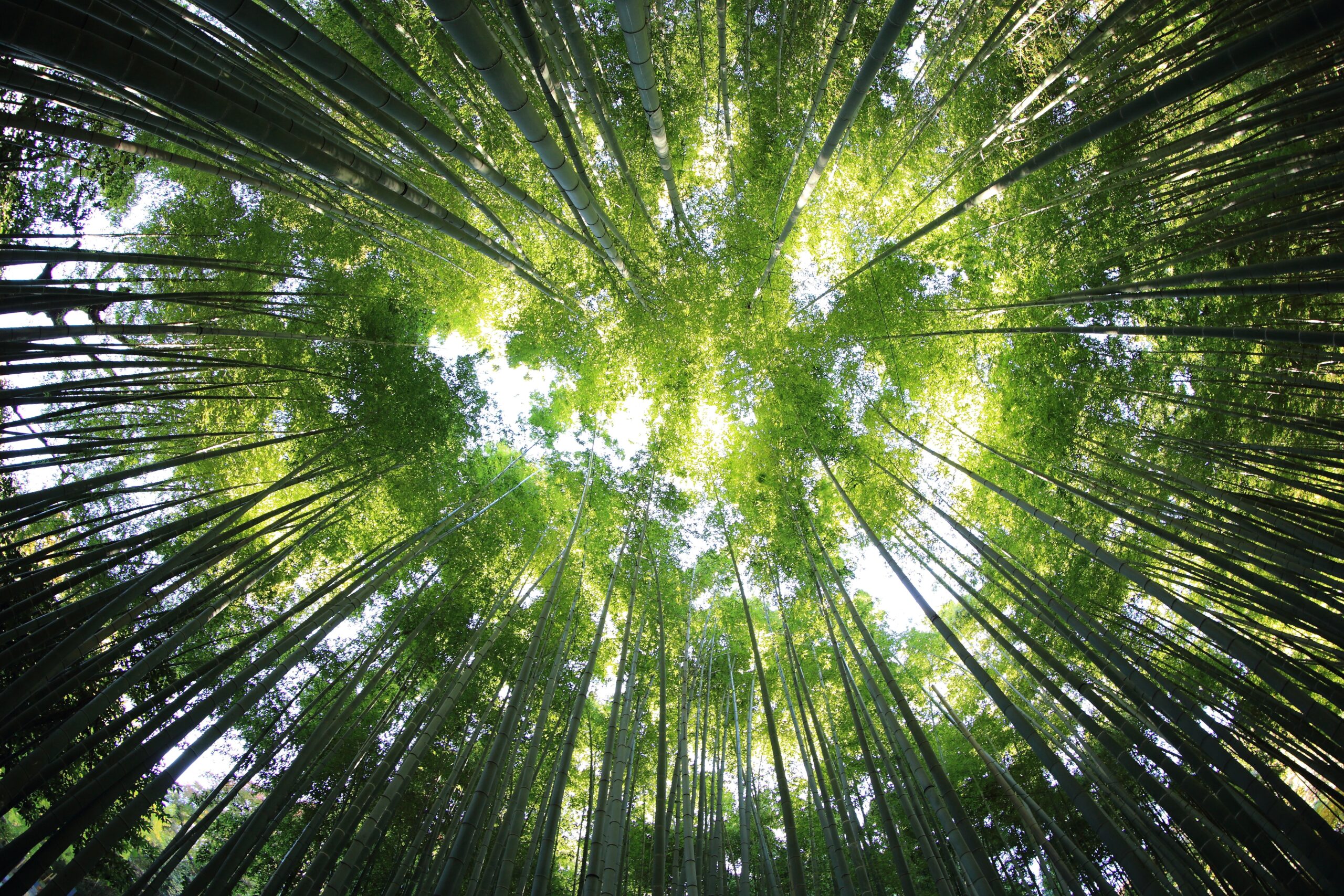 Tops of trees in a forest with sunlight filtering through.